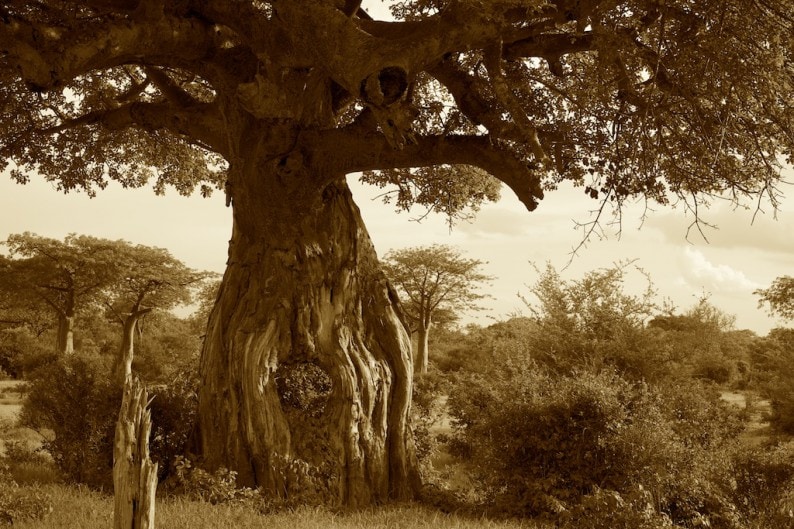 Tanzania - Ruaha NP - Beobap - Bäume