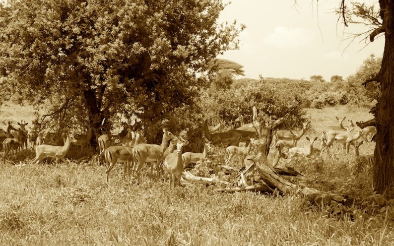 Tanzania - Ruaha NP - Impalas im Schatten