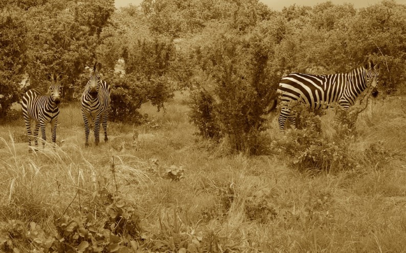 Tanzania - Ruaha NP - Zebras