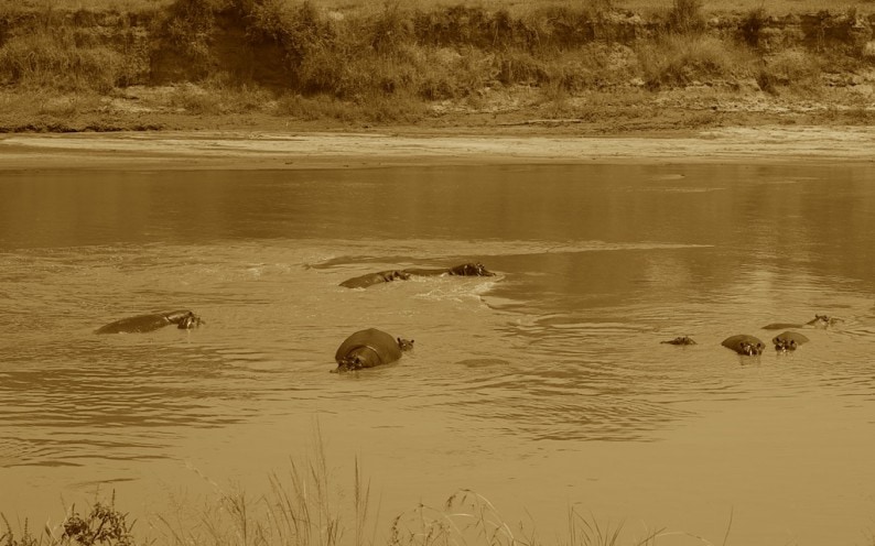 Tanzania - nördliche Serengeti - Mara River - Flugpferde