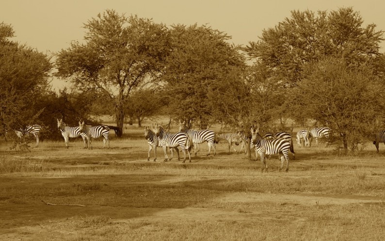 Tanzania - nördliche Serengeti - Zebras
